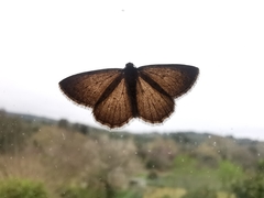 Rhoptria dolosaria