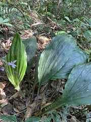Calanthe aristulifera