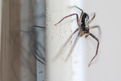 Pulchellodromus pulchellus