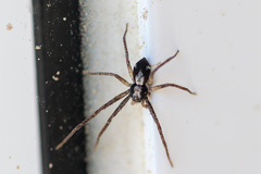 Pulchellodromus pulchellus