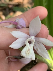 Calanthe aristulifera