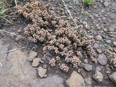 Crassula corallina