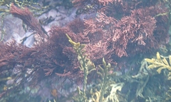 Melanthalia abscissa