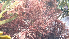 Melanthalia abscissa