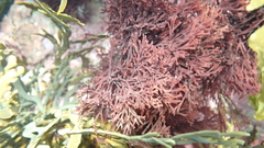 Melanthalia abscissa