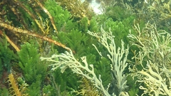 Caulerpa flexilis