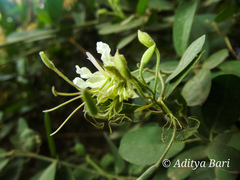 Cadaba fruticosa