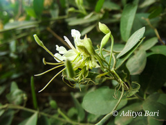 Cadaba fruticosa