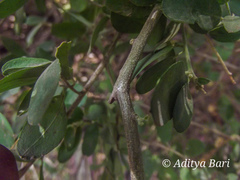 Cadaba fruticosa