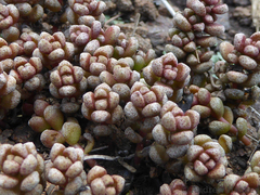 Crassula corallina