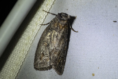 Discophlebia celaena