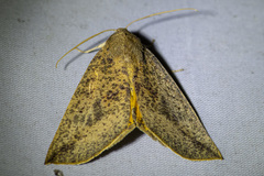 Mnesampela heliochrysa