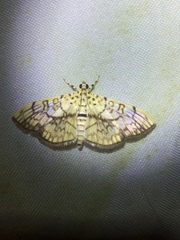 Haritalodes