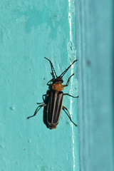 Tylocerus maculicornis