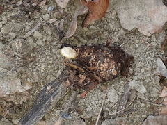 Strobilurus tenacellus