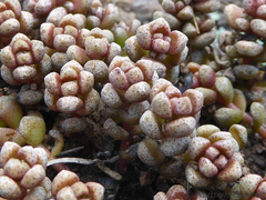 Crassula corallina