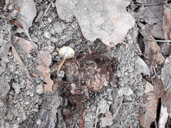 Strobilurus tenacellus