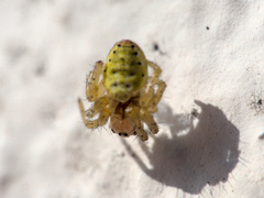 Araniella