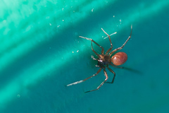 Ostearius melanopygius