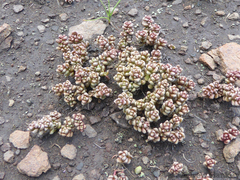 Crassula corallina