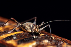 Amphiacusta dominica