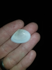 Macomona deltoidalis