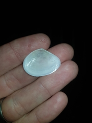 Macomona deltoidalis