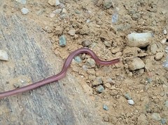 Xerotyphlops vermicularis