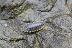 Trachelipus caucasius