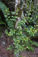Peraxilla colensoi