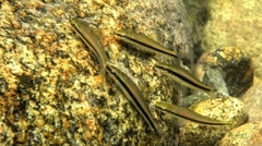 Siamese Algae-Eater photo 3