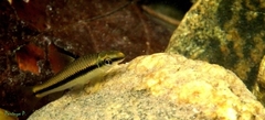 Siamese Algae-Eater photo 2
