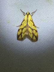 Aiyura linoptera