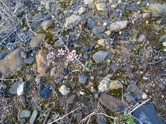 Micranthes redofskyi