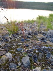 Micranthes redofskyi