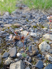 Micranthes redofskyi