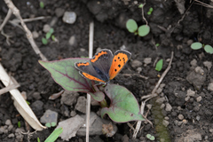 Lycaena phlaeas daimio