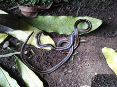 Calliophis intestinalis