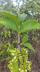 Vangueria infausta