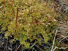 Epilobium pedunculare