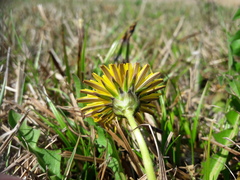 Taraxacum hollandicum
