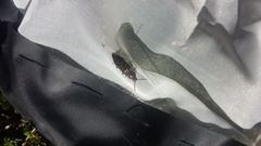 Actenicerus siaelandicus