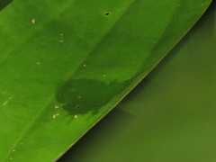 Drupadia ravindra moorei