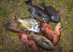 Prionurus microlepidotus