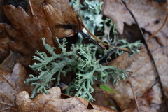 Pseudevernia furfuracea