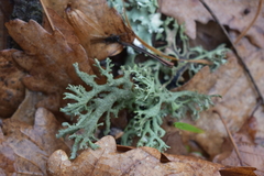 Pseudevernia furfuracea