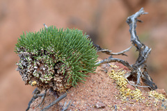 Anabasis cretacea