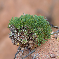 Anabasis cretacea