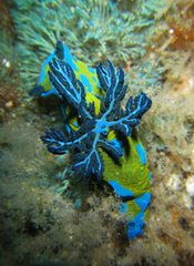 Tambja verconis