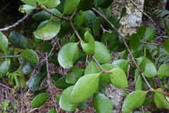 Peraxilla colensoi